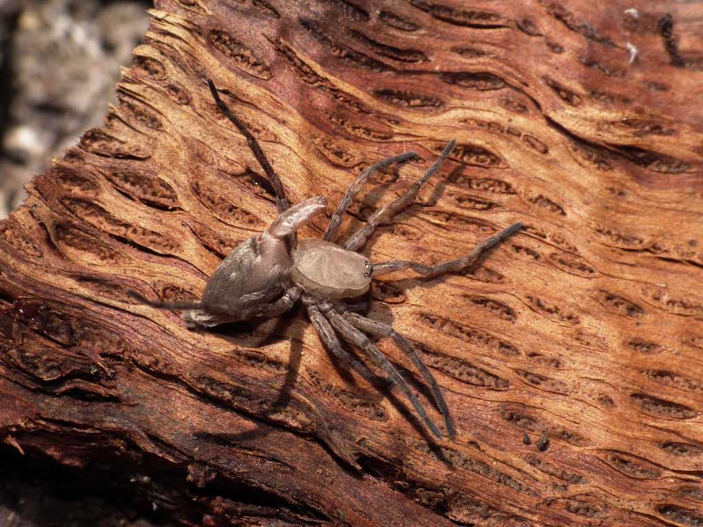 Muta di Drassodes cfr lapidosus - Tolfa (RM)